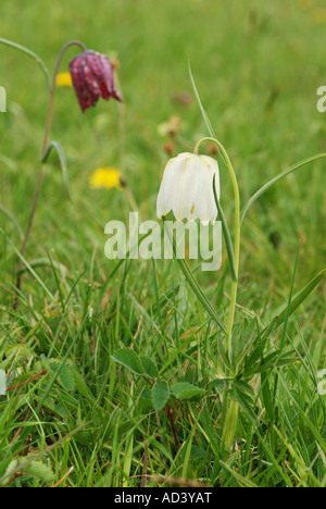 Wilden weißen Snakeshead Fritillary Stockfoto