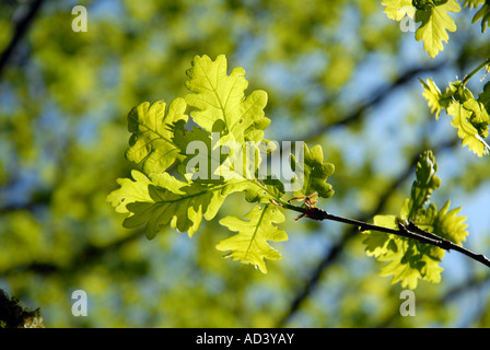 Eichenlaub suchen Sie zart und frisch im Frühjahr Stockfoto