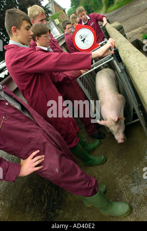 Schülerinnen und Schüler am Brymore Schule für ländliche Technologie mit einem Gewicht von Schweinen Somerset England UK Stockfoto