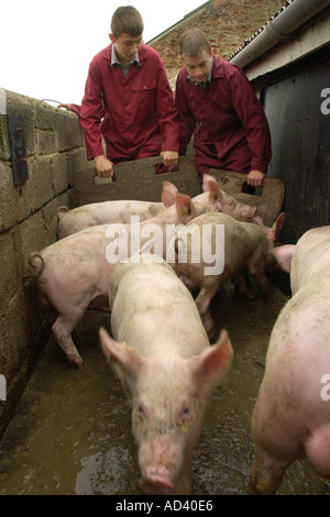 Schülerinnen und Schüler am Brymore Schule für ländliche Technologie herding Schweine Somerset England UK Stockfoto