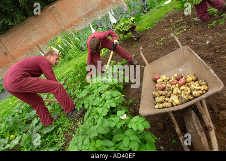 Schülerinnen und Schüler am Brymore Schule für ländliche Technologie heben Kartoffeln in den ummauerten Garten Somerset England UK Stockfoto