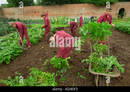 Schülerinnen und Schüler am Brymore Schule für ländliche Technologie heben Kartoffeln in den ummauerten Garten Somerset England UK Stockfoto