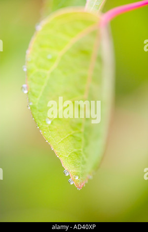 Neu entstanden Katsura-Baum-Blatt 'Cercidiphyllum Japonicum' UK Stockfoto