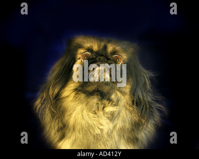Pekingese oder Pekinese Hund Stockfoto