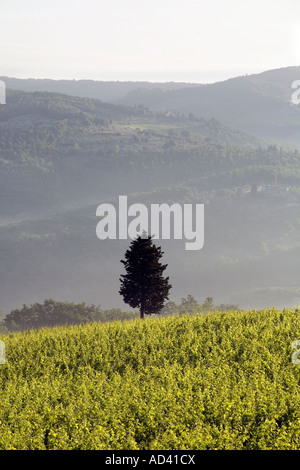 Italienische Landschaft mit Zypressen, eine Kulturlandschaft. Toskana Bauernhof und Weinberg, Poggibonisi, Provinz Siena, Italien, Europa, EU Stockfoto