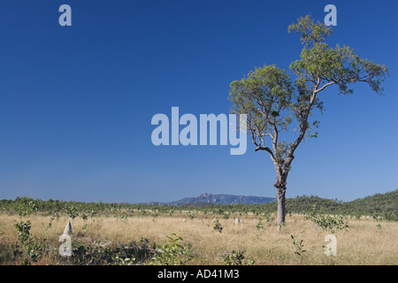 Termitenhügel nördlich von Townsville Queensland-Australien Stockfoto