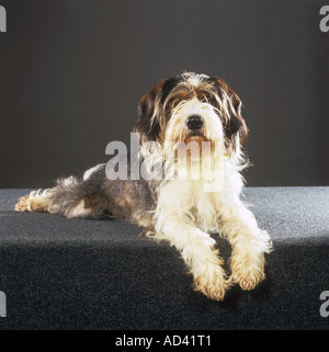 Petit Basset Griffon Vendeen - liegend - Ausschneiden Stockfoto