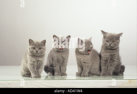 Kartäuser Katze - vier Kätzchen - sitzen - Ausschneiden Stockfoto