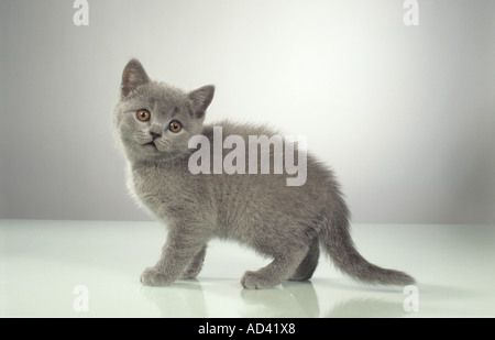 Kartäuser Katze - Kätzchen - stehen - Ausschneiden Stockfoto