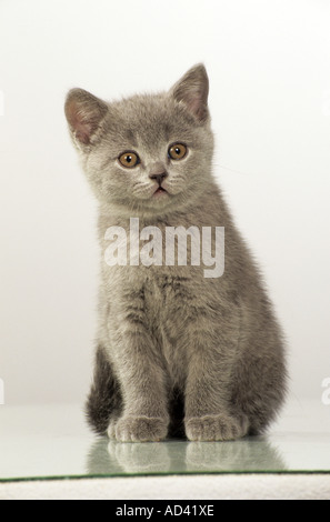 Kartäuser Katze - Kätzchen - sitzen - Ausschneiden Stockfoto