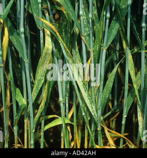 Mehltau (Erysiphe graminis f.sp. Tritici)-Infektion auf Weizenpflanzen Stockfoto