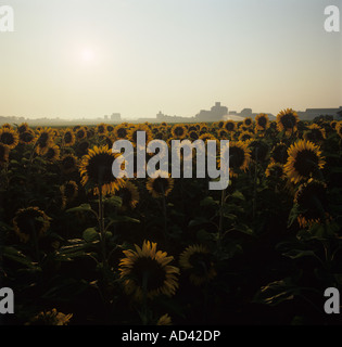 Gelbe Sonnenblumenernte in voller Blüte mit Blick auf die rote Morgensonne Frankreich Stockfoto