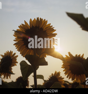 Gelbe Sonnenblumen blühen in einer Ölpflanze, die gegen die orange Farbe der aufgehenden Sonne steht, Frankreich, Juli Stockfoto