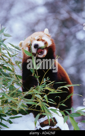 Kleiner Panda, roter Panda (Ailurus fulgens), der im Winter auf Bambus ernährt Stockfoto