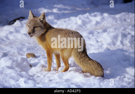 Corsac fox stehen im Schnee Vulpes corsac Stockfoto