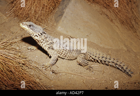 umhüllte Rieseneidechse Cordylus giganteus Stockfoto