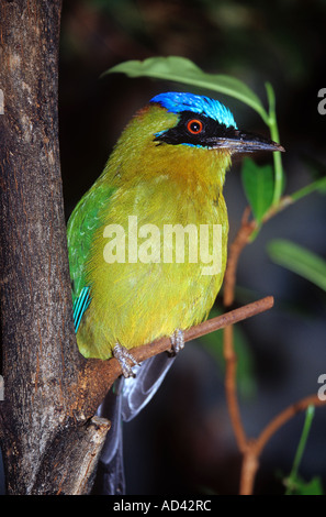 Blau gekrönter Motmot am Zweig Momotus momota Stockfoto