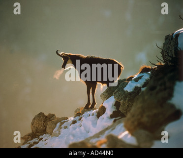 Gams - stehend im Schnee / Rupicapra Rupicapra Stockfoto