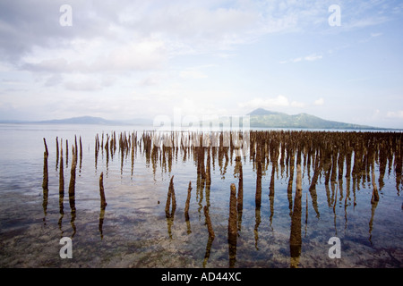 Mangroven auf Bunaken Island Stockfoto