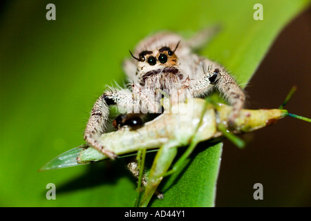 Springspinne Essen Grashüpfer Stockfoto