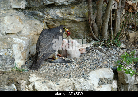 Wanderfalke (Falco Peregrinus), weibliche Fütterung der Jungvögel Stockfoto