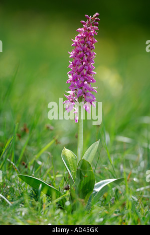 Orchis, Hybrid aus frühen lila Orchidee (Orchis Mascula) und Orchis pallens Stockfoto