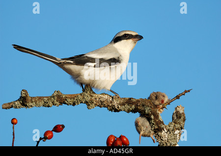 Große graue Würger (Lanius Excubitor) mit Tasche, gemeinsame Wühlmaus (Microtus Arvalis) Stockfoto