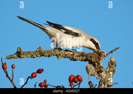 Große graue Würger (Lanius Excubitor) mit Tasche, gemeinsame Wühlmaus (Microtus Arvalis) Stockfoto