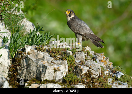 Wanderfalke (Falco Peregrinus), Männlich Stockfoto