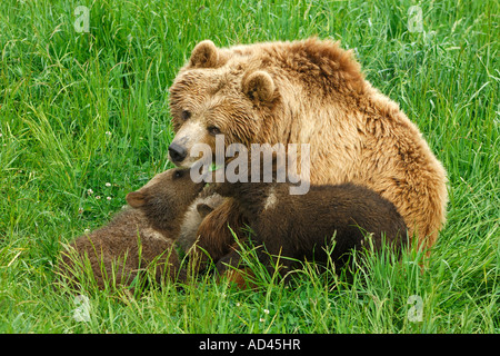 Europäischer Braunbär (Ursus Arctos), Bärin mit jungen spielen Stockfoto