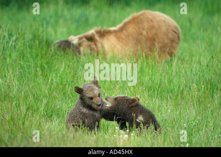 Europäischer Braunbär (Ursus Arctos), spielen die jungen Stockfoto