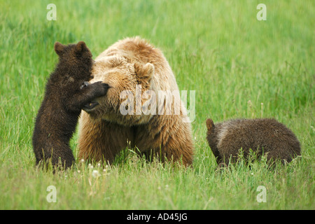 Europäischer Braunbär (Ursus Arctos), Bärin mit jungen spielen Stockfoto