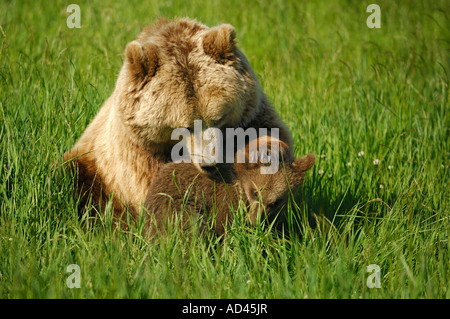 Europäischer Braunbär (Ursus Arctos), Bärin mit jungen spielen Stockfoto