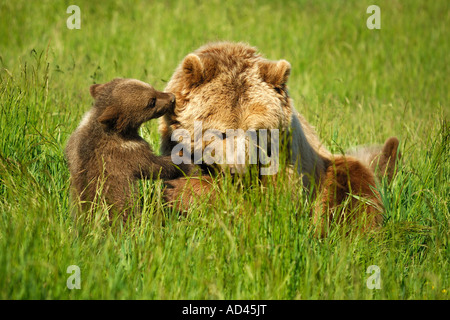 Europäischer Braunbär (Ursus Arctos), Bärin mit jungen spielen Stockfoto