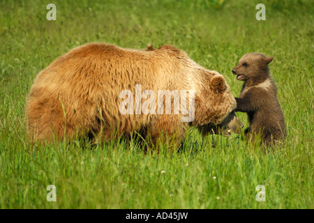 Europäischer Braunbär (Ursus Arctos), Bärin mit jungen spielen Stockfoto