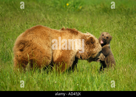 Europäischer Braunbär (Ursus Arctos), Bärin mit jungen spielen Stockfoto