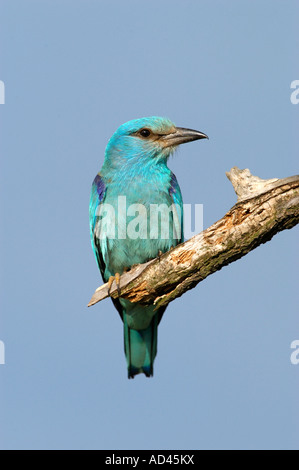 Blauracke (Coracias Garrulus) auf seinem Hochsitz Stockfoto