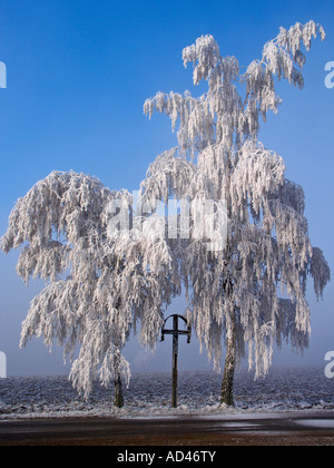 Baum im Winter gefrostet Stockfoto
