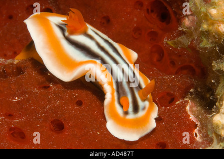 Pyjama Nacktschnecke, Chromodoris Quadricolor, auf einem roten Schwamm, Philippinen Stockfoto