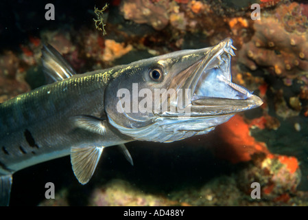 Großer Barracuda (größten Barracuda) Stockfoto