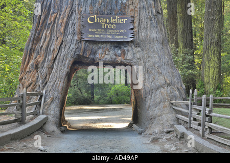 Ein Redwood (Sequoia Sempervirens), durch den man, in den Kronleuchter Drive-Thru-Park, Kalifornien, USA fahren kann Stockfoto