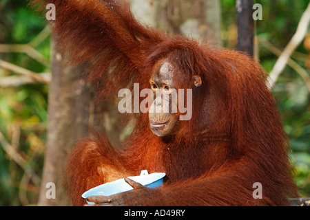 Orang Utan (Pongo Pygmaeus) in Tanjung Puting Nationalpark, Zentral-Kalimantan, Borneo, Indonesien Stockfoto