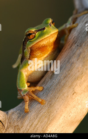 Europäische Treefrog (Hyla Arborea) Stockfoto