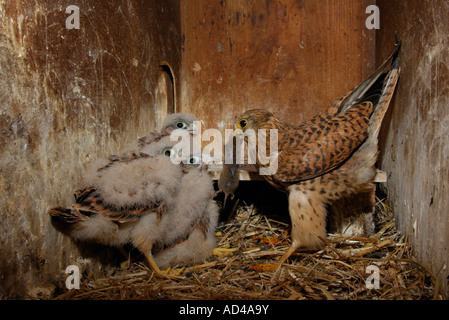 Turmfalken (Falco Tinnunculus) Fütterung Küken mit einer Maus Stockfoto