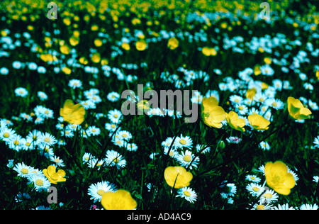 Ranunkeln und Daises Stockfoto