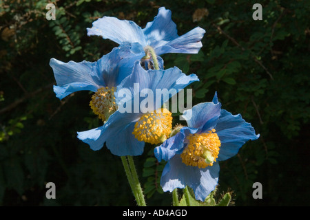 Blauer Meconopsis betonicifolia, auch bekannt als Meconopsis baileyi und der Himalaya-Blaumohn, wächst in Aberdeenshire, Schottland, Großbritannien Stockfoto