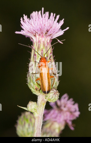 Gemeinsame rote Soldat Käfer (Rhagonycha Fulva) Stockfoto