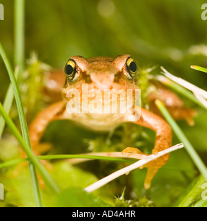 Grass Frosch (Rana Temporaria) Jungtier Stockfoto