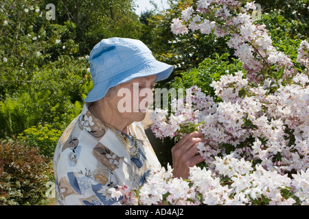 Frau riecht Juni duftende Blume Hydrangea Deutzia Rosea in Aberdeenshire, Crathes Castle Gardens, Royal Deeside Scotland UK Stockfoto