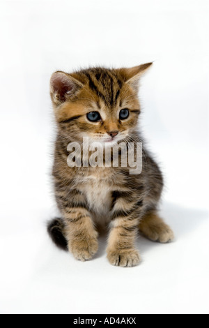 Tabby Kitten auf weißem Hintergrund Stockfoto